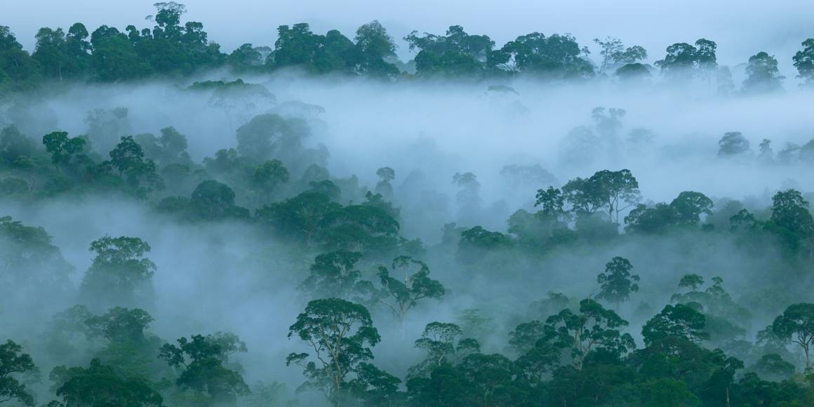 De tætte trekroner i regnskoven beskytter skovbunden og påvirker nedbør og skydannelse. Foto: Thomas Marent/Regnskogfondet