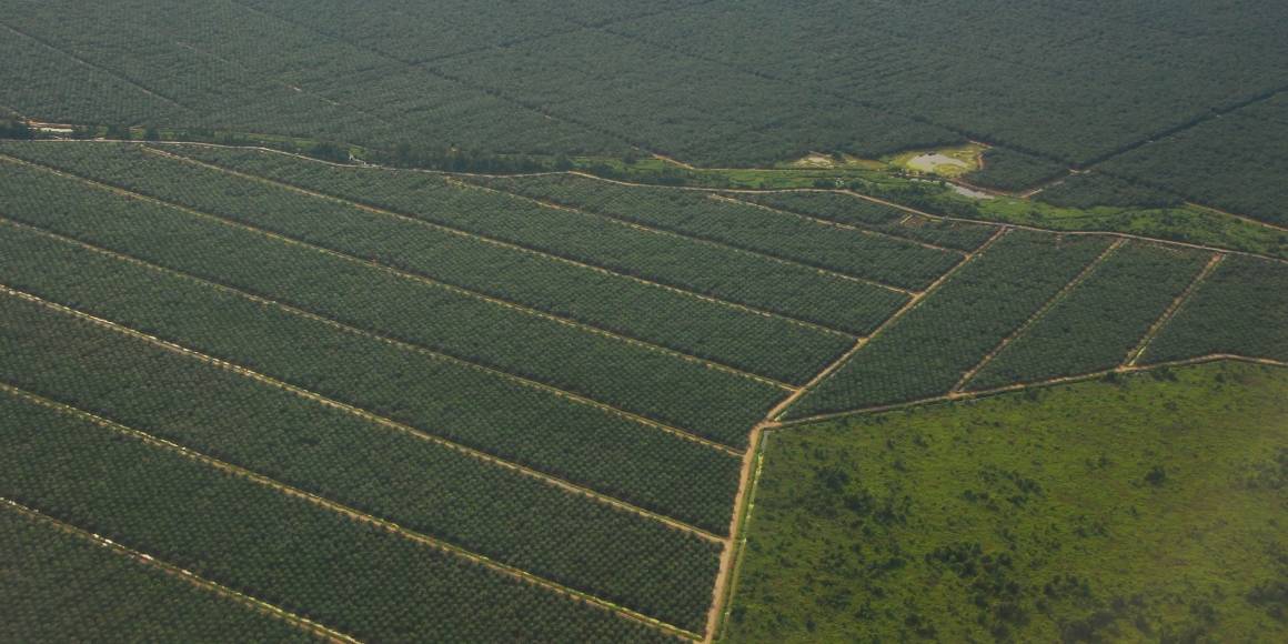 Palmeolieplantage i Malaysia set fra luften. Foto: Anja Lillegraven/Regnskogfondet